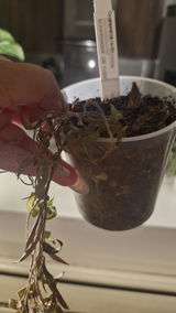 Elaudy Da Silva review photo