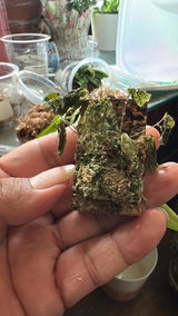 Marcos Tenango review photo