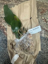 RP review photo