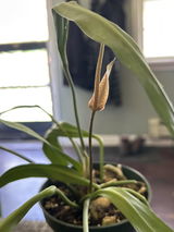A.F. review photo