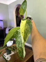 A.F. review photo