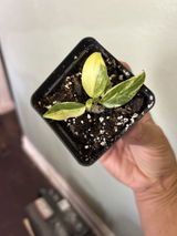 A.F. review photo