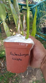 E.G. review photo