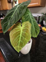 Felipe Lee review photo