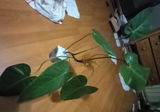 Quan Pham review photo