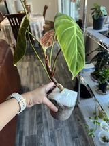Viv review photo