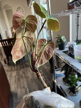 Viv review photo