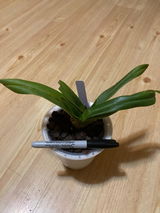 S. review photo