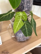 Sheri leaves review photo
