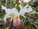 Marianne Haeck. review photo