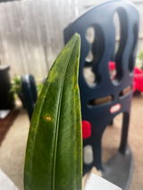Essy Byll review photo