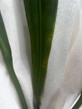 Essy Byll review photo