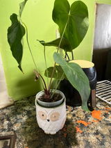 Vanessa Johnson review photo