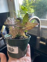 Chelle review photo
