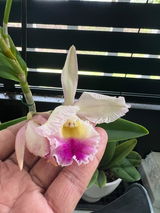 Tony Ambush review photo