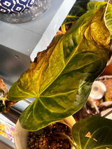Plant Lover review photo