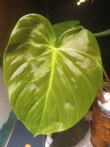Elmer Baez review photo