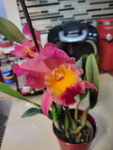 Midiala Canosa review photo
