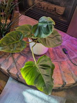 Kim L. review photo