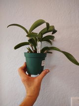 Dan Onderisin review photo