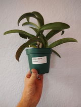 Dan Onderisin review photo