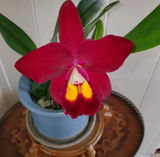 Randi Keani Gaor review photo