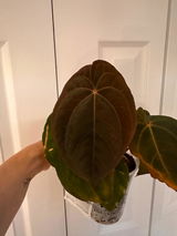 Customer Nicky review photo