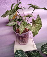 B.G. Plants review photo