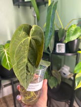 Kateko review photo
