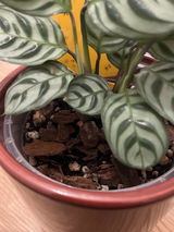 Cornelia review photo