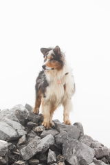 @thesilveraussie review photo