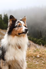 @thesilveraussie review photo