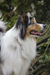 @thesilveraussie review photo