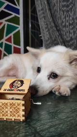 Piyush Awasti review photo
