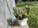 Elektros Plants
