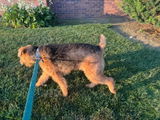 Ashleigh review photo
