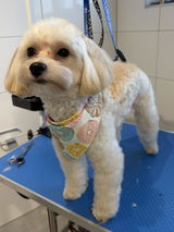 Julia Premium Dog review photo