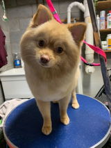 MyHeartDog review photo