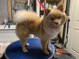 MyHeartDog review photo