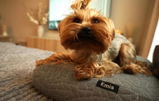 Liene review photo