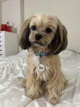King Cody review photo