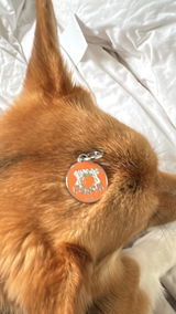 The Toronto Corgi Duo review photo