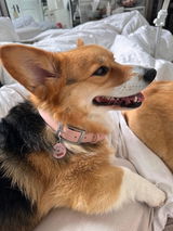 The Toronto Corgi Duo review photo