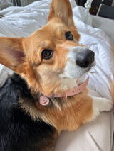The Toronto Corgi Duo review photo