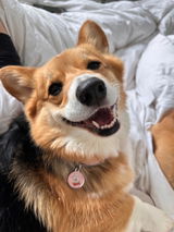 The Toronto Corgi Duo review photo