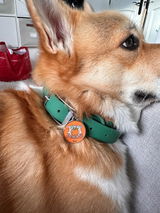 The Toronto Corgi Duo review photo