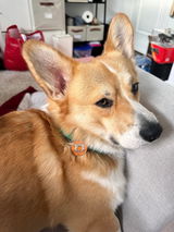 The Toronto Corgi Duo review photo