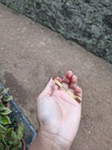 Vichu review photo