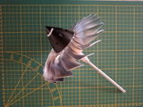 Willem Bruyninckx review photo