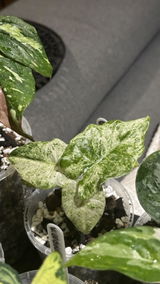 Gavs Permaculture review photo